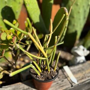Euphorbia Tirucalli - Sticks on Fire